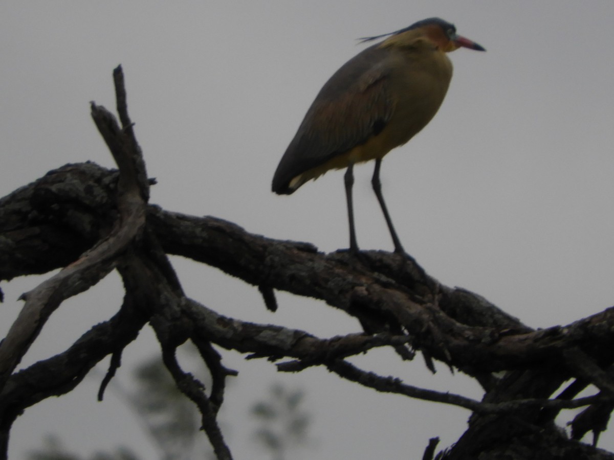 Whistling Heron - ML610032143