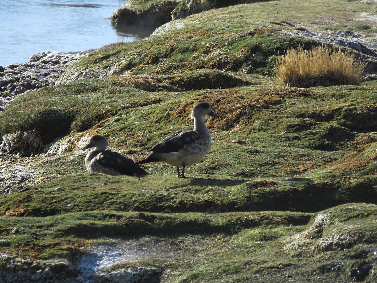 Crested Duck - ML610032184