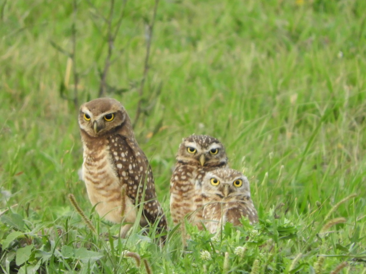 Burrowing Owl - ML610032186