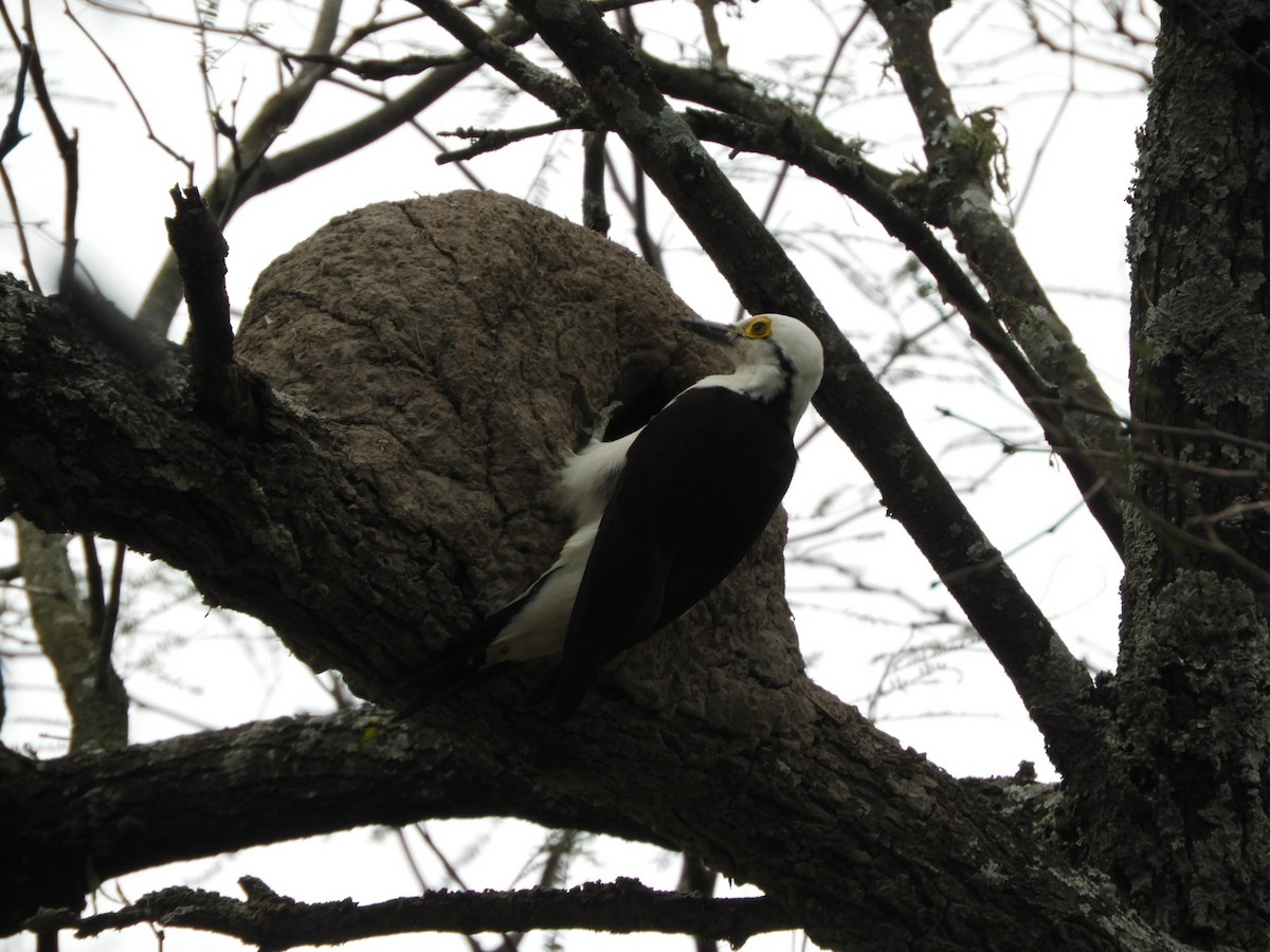 White Woodpecker - Silvia Enggist