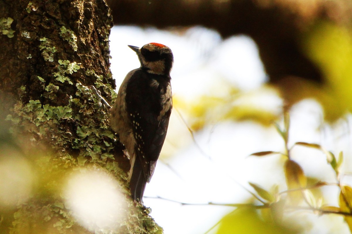 Hairy Woodpecker - L. Ernesto Perez Montes (The Mexican Violetear 🦉)