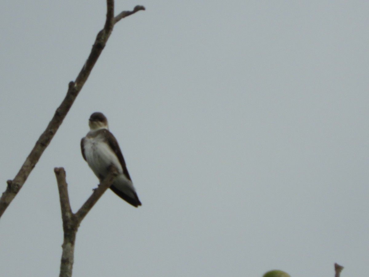 Brown-chested Martin - Silvia Enggist