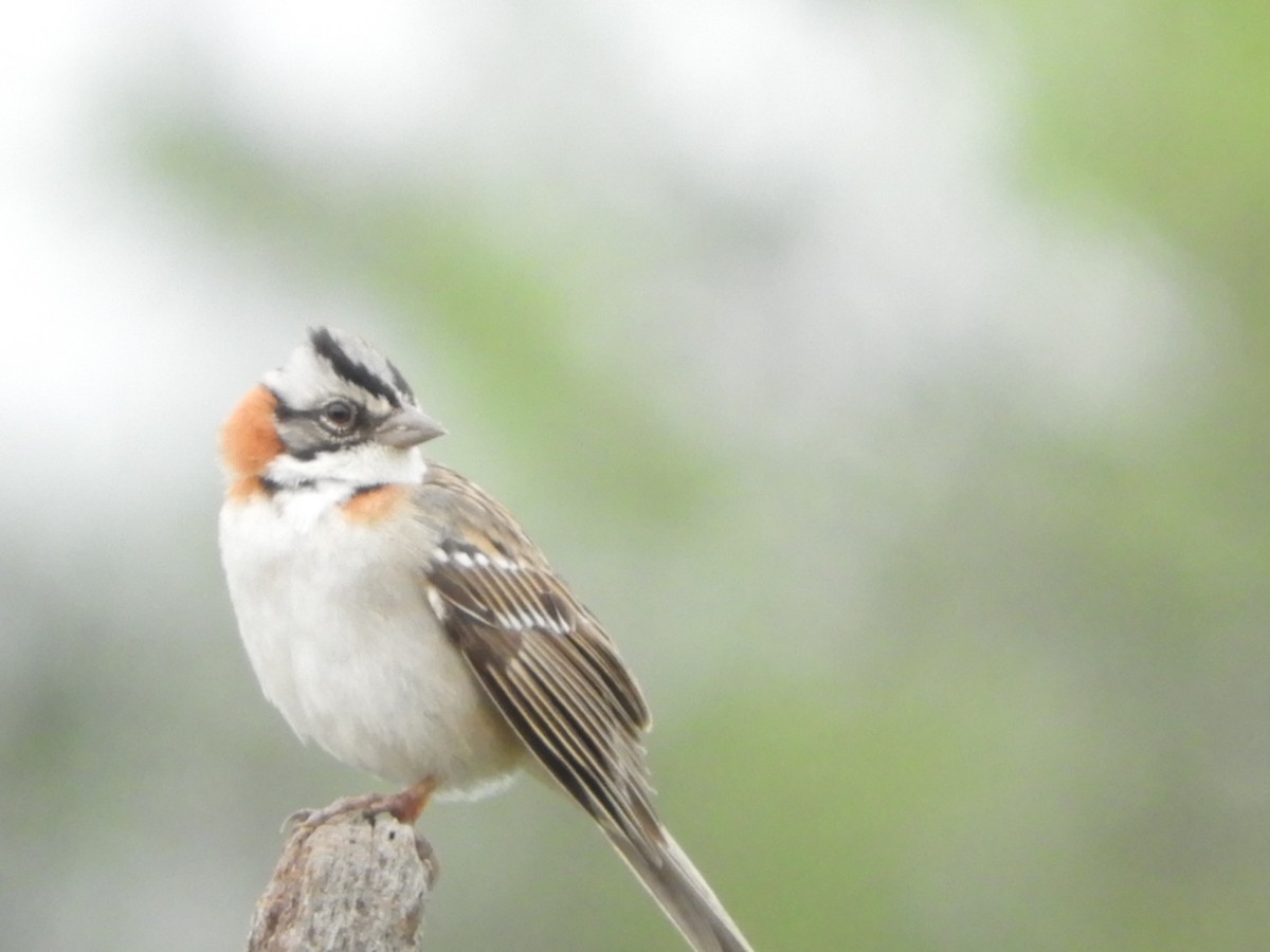 Rufous-collared Sparrow - ML610032387