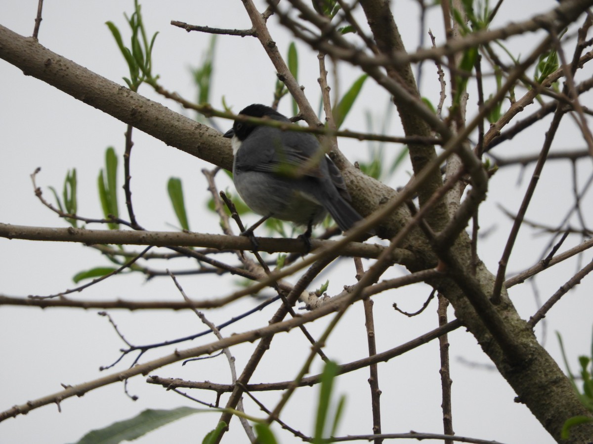 Black-capped Warbling Finch - Silvia Enggist
