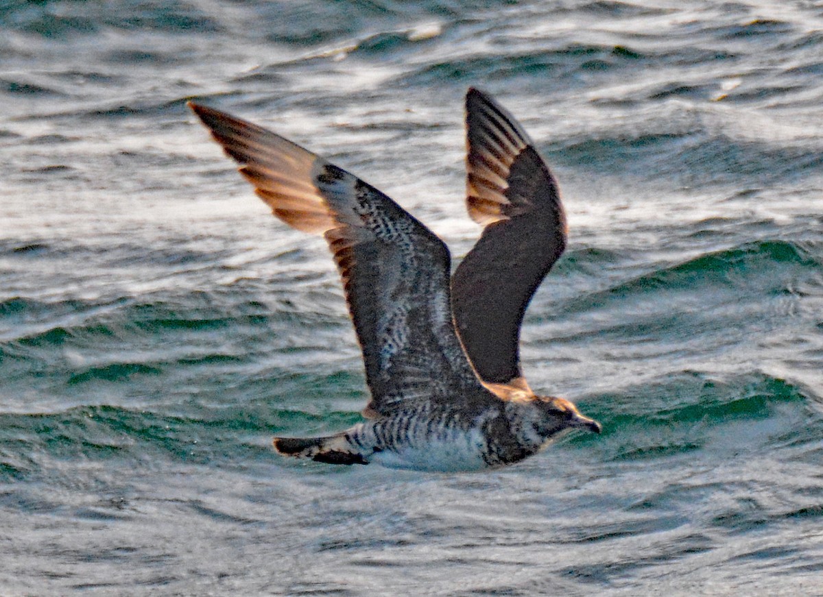 Pomarine Jaeger - ML610032564