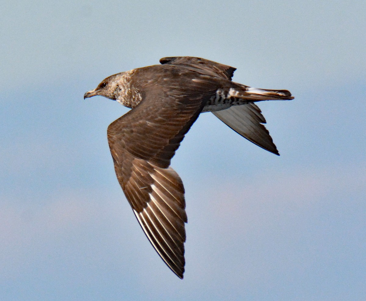 Pomarine Jaeger - ML610032566