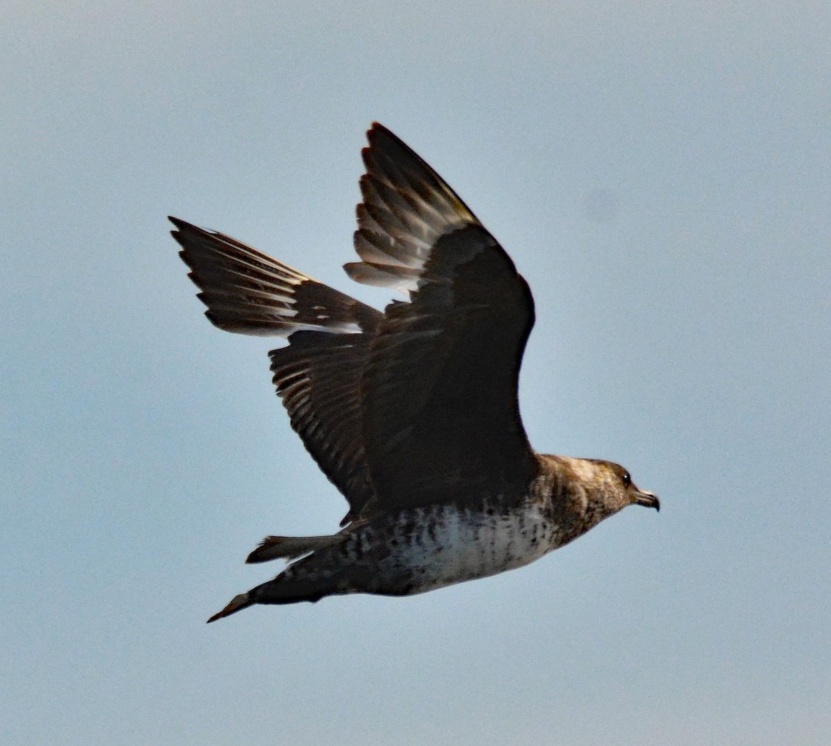 Pomarine Jaeger - Michael J Good