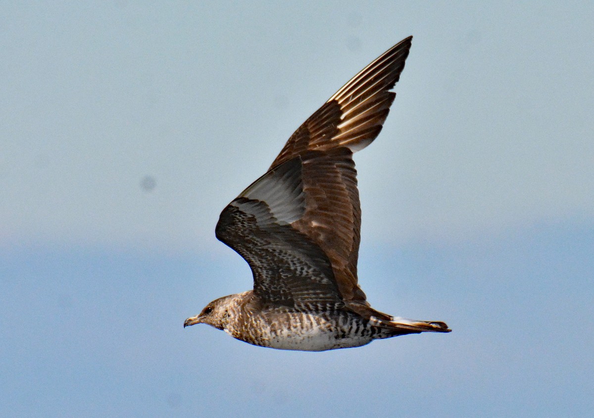 Pomarine Jaeger - ML610032569