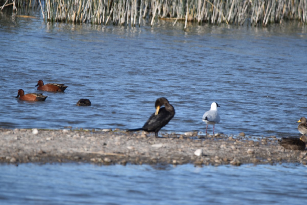 Cormorán Biguá - ML610032683