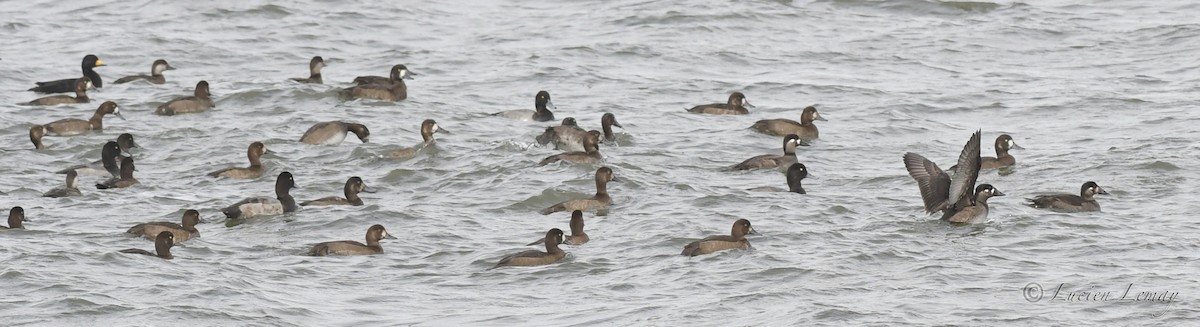 Surf Scoter - Lucien Lemay