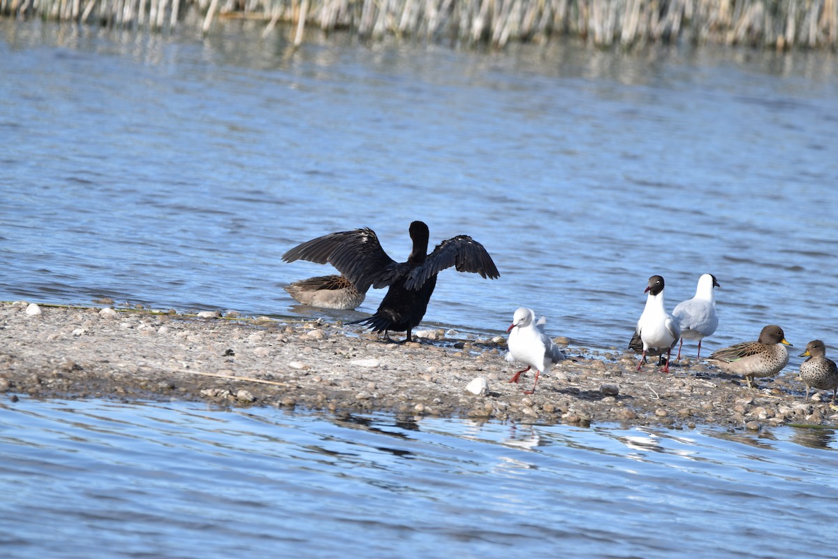 Cormorán Biguá - ML610032704