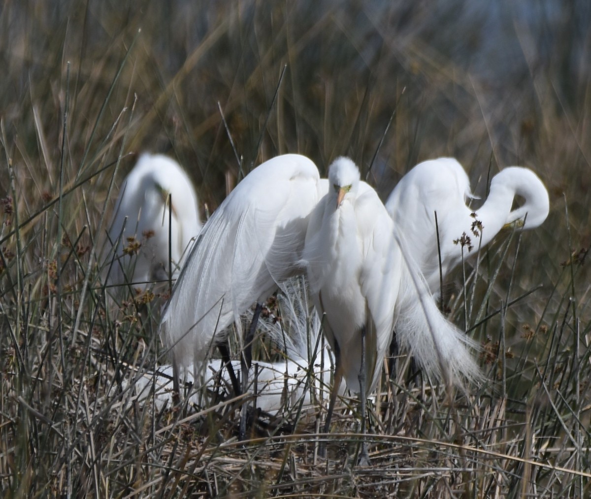 Great Egret - irma melo