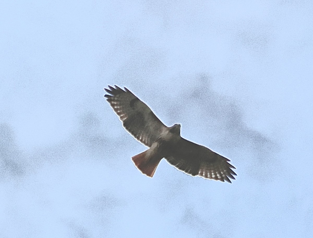 Red-tailed Hawk - ML610032816