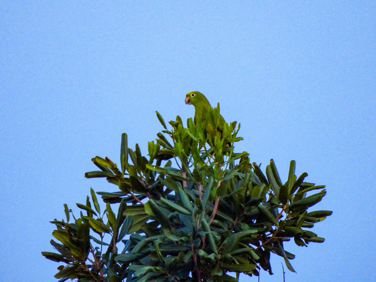 Yellow-crowned Parrot - ML610032888