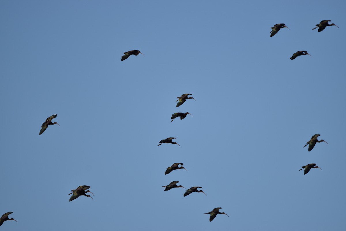 ibis americký - ML610032902