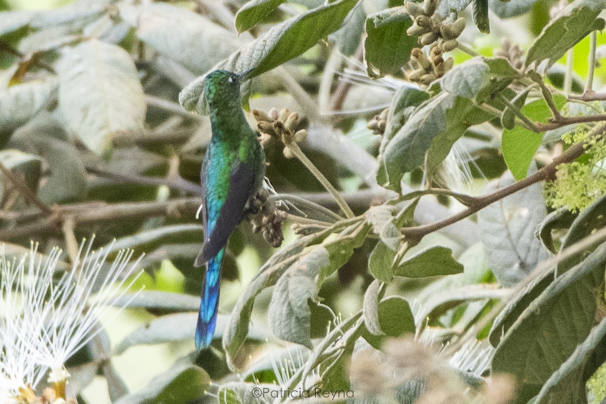 Long-tailed Sylph - ML610032907