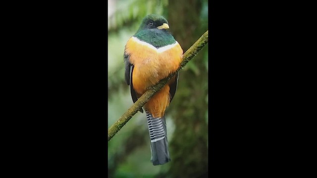 trogon límcový (ssp. aurantiiventris/underwoodi) - ML610032910