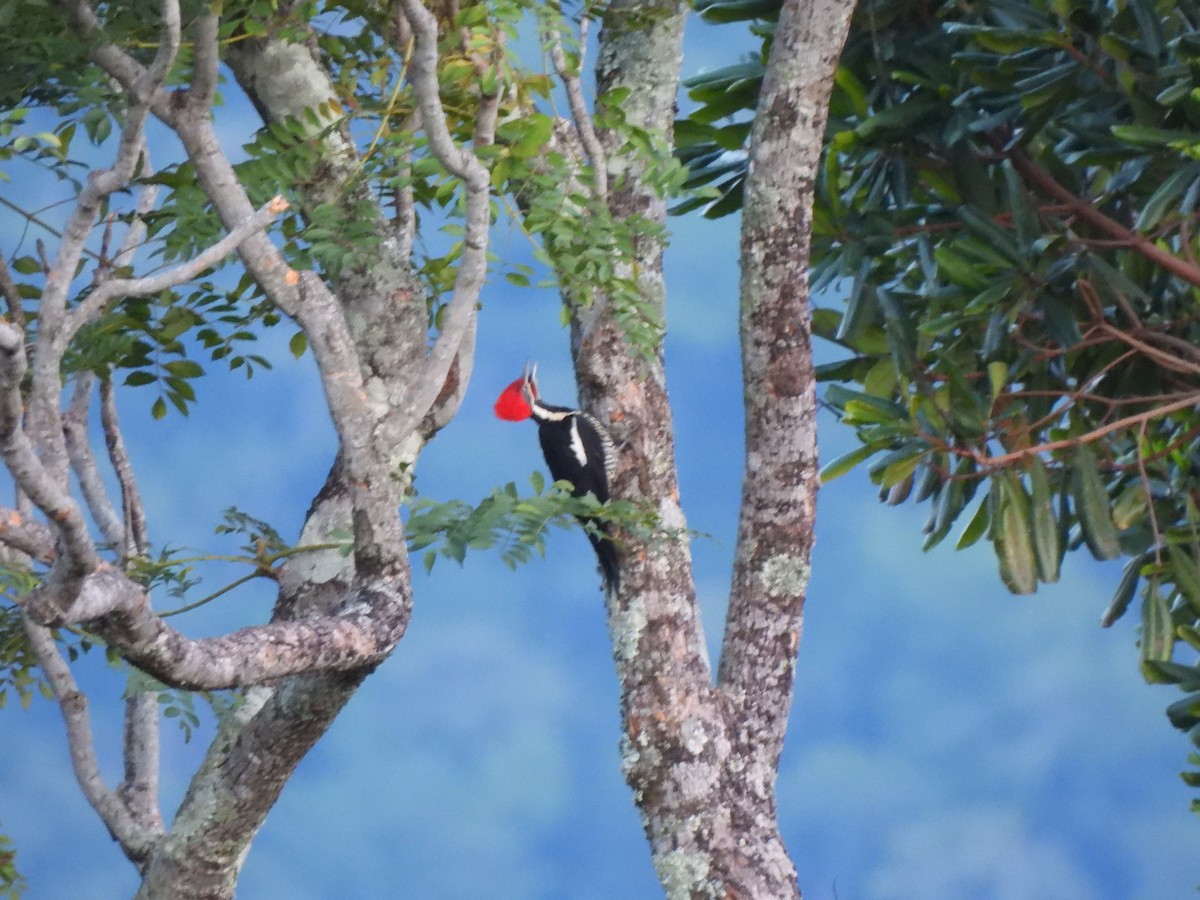 Lineated Woodpecker - Wilson Ortega