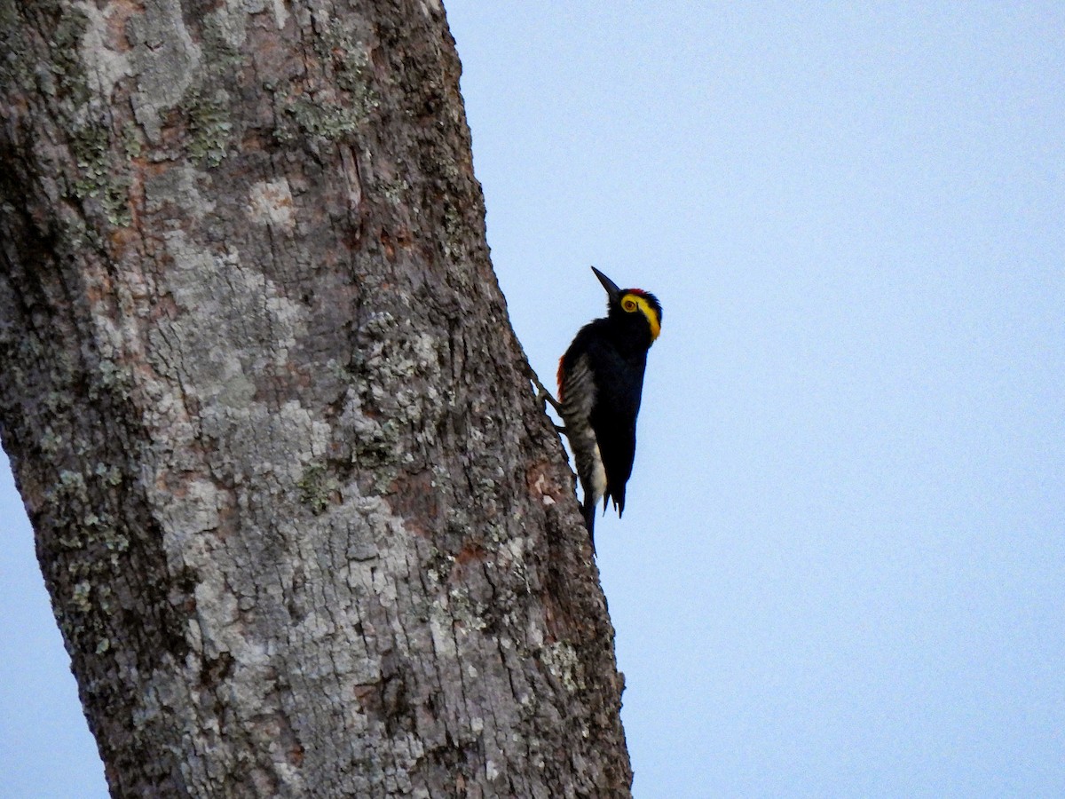 Yellow-tufted Woodpecker - ML610033078