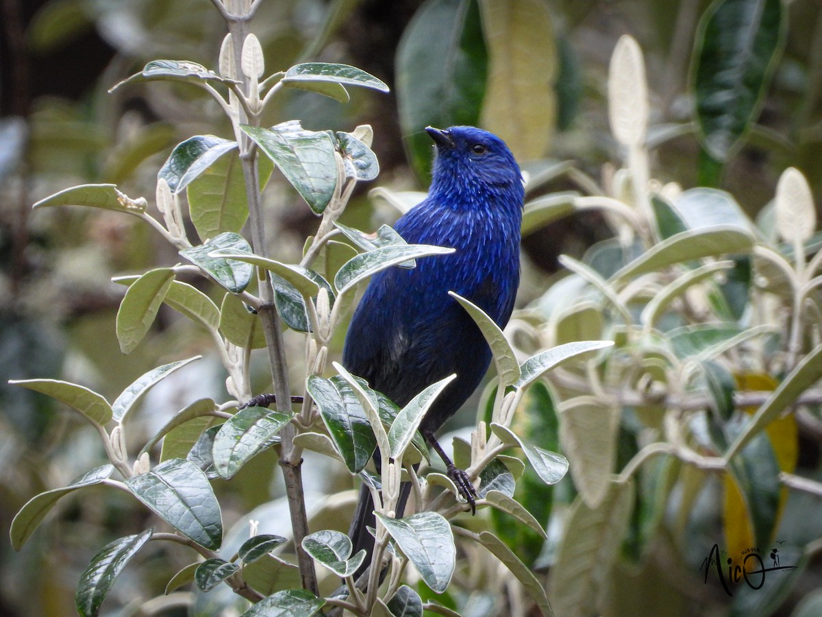 Tit-like Dacnis - ML610033113