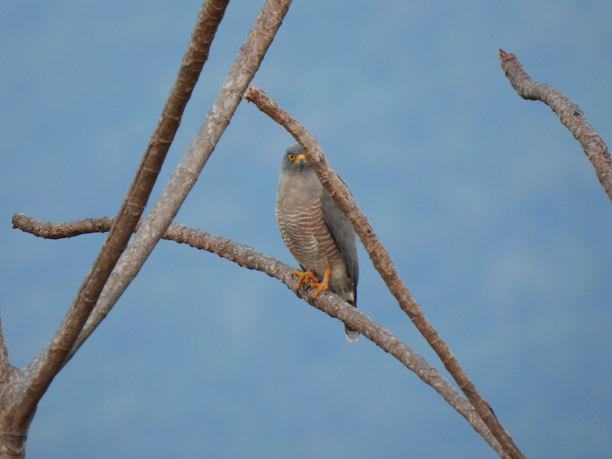 Roadside Hawk - Wilson Ortega