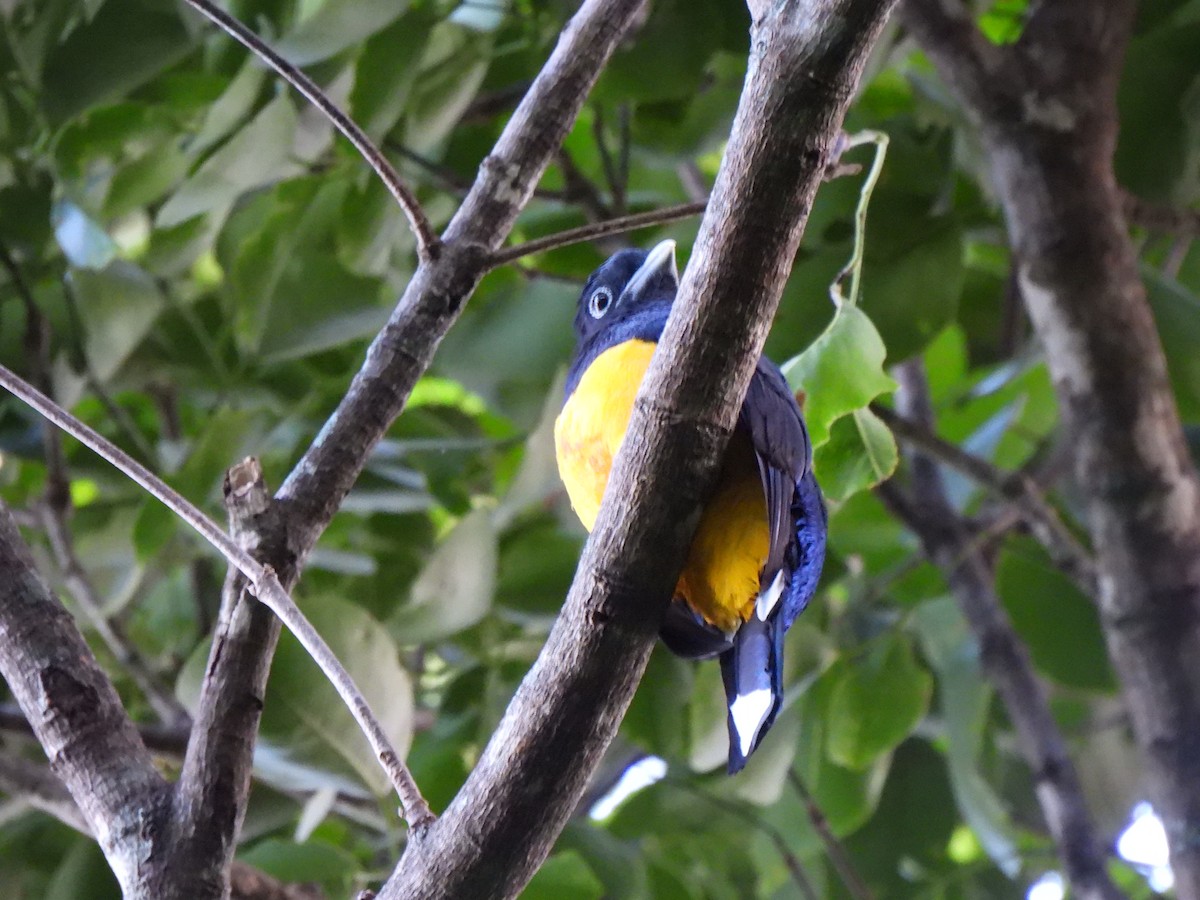 Green-backed Trogon - ML610033206