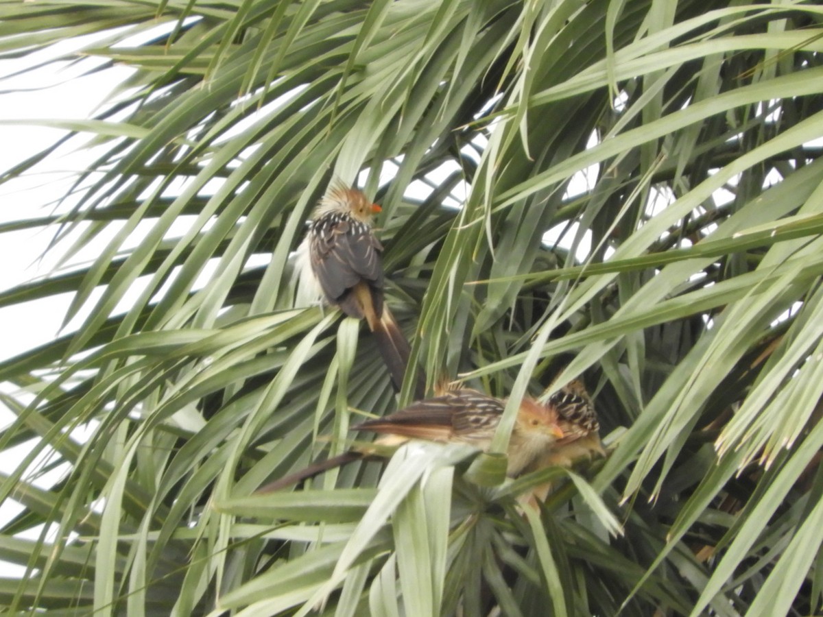 Guira Cuckoo - ML610033387