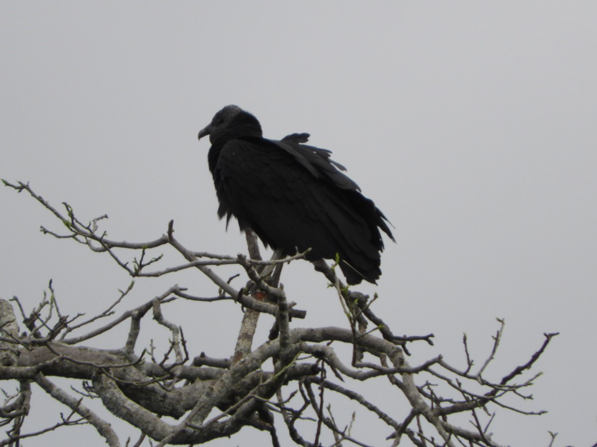 Black Vulture - Silvia Enggist