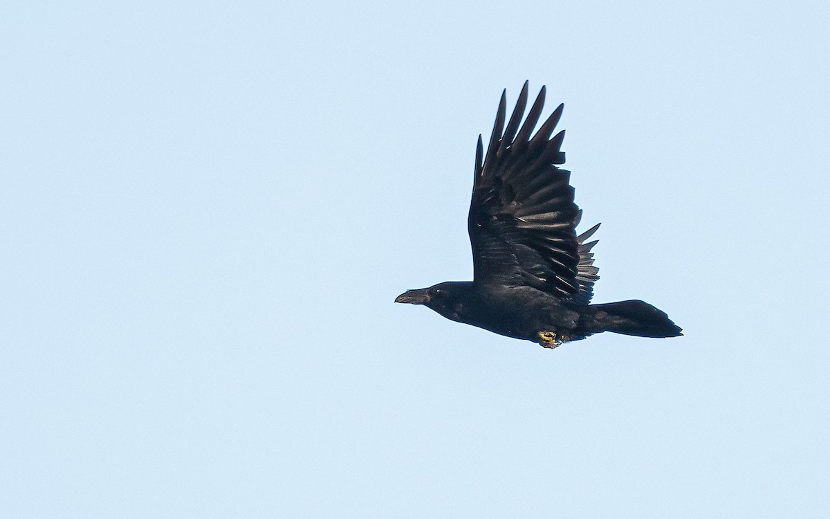 Common Raven - ML610033431