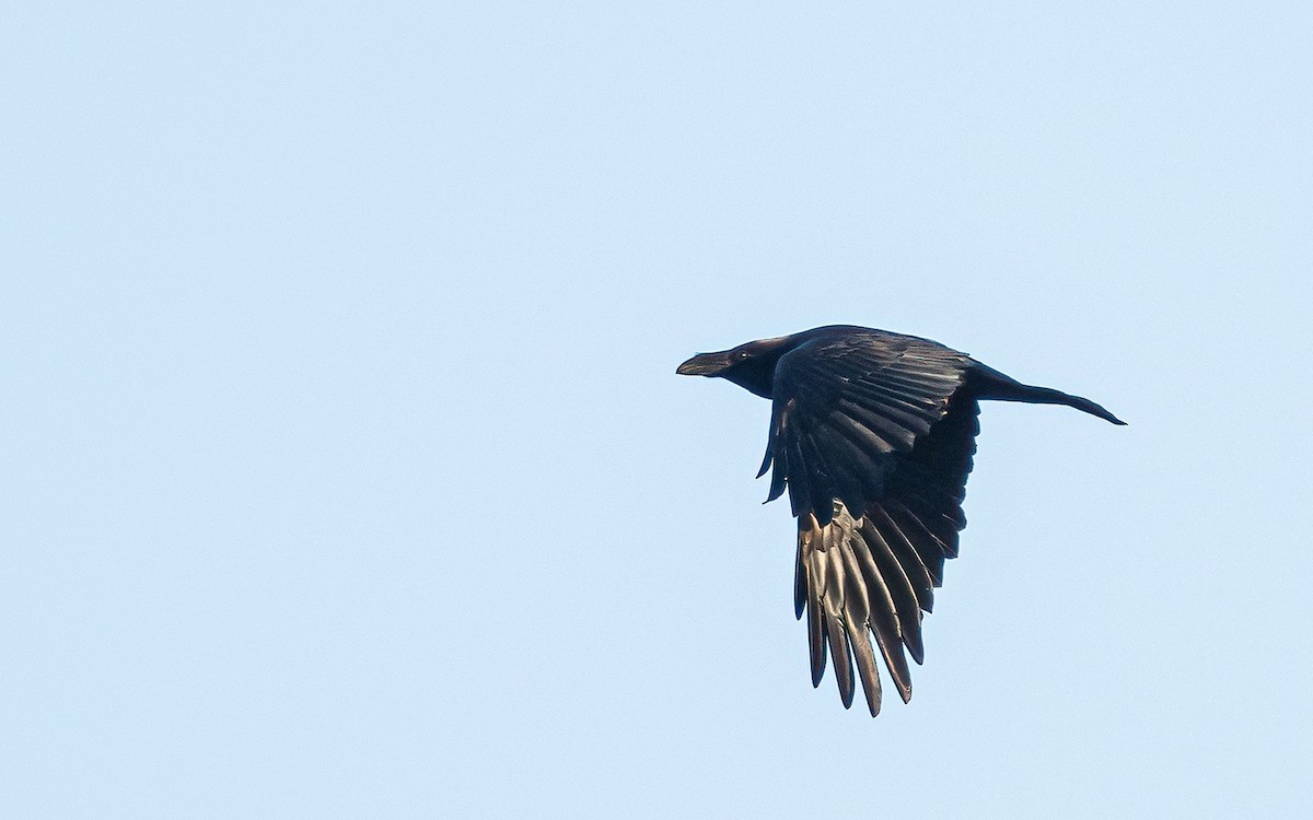 Common Raven - ML610033445