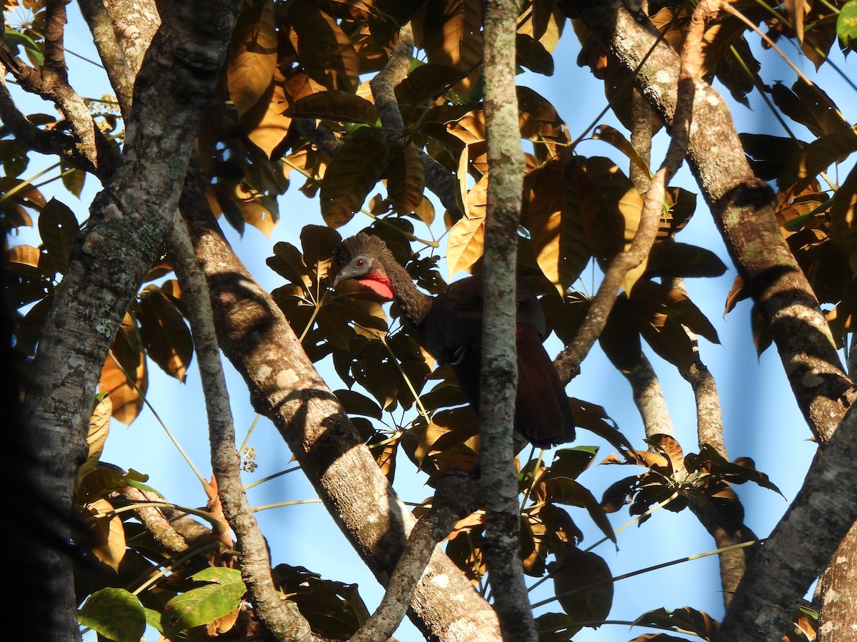 Crested Guan - ML610033458