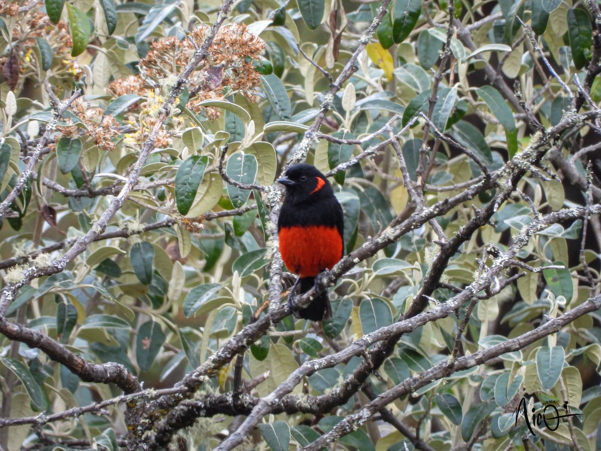 Scarlet-bellied Mountain Tanager - ML610033488