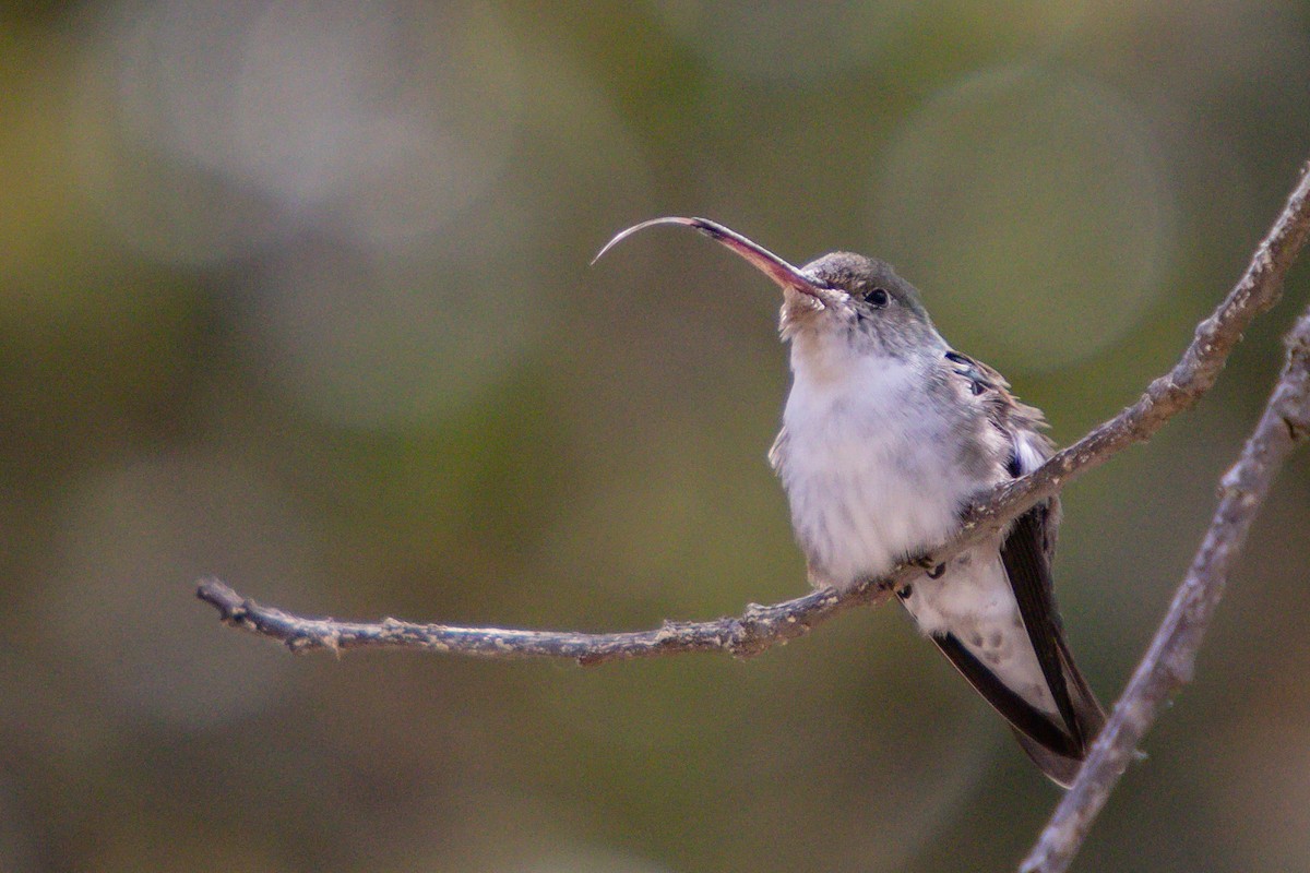 White-bellied Hummingbird - ML610033490