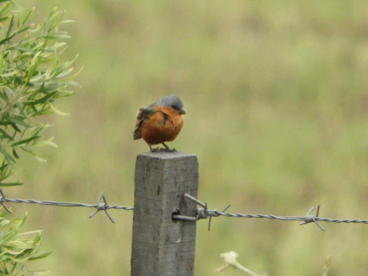 Tawny-bellied Seedeater - Silvia Enggist