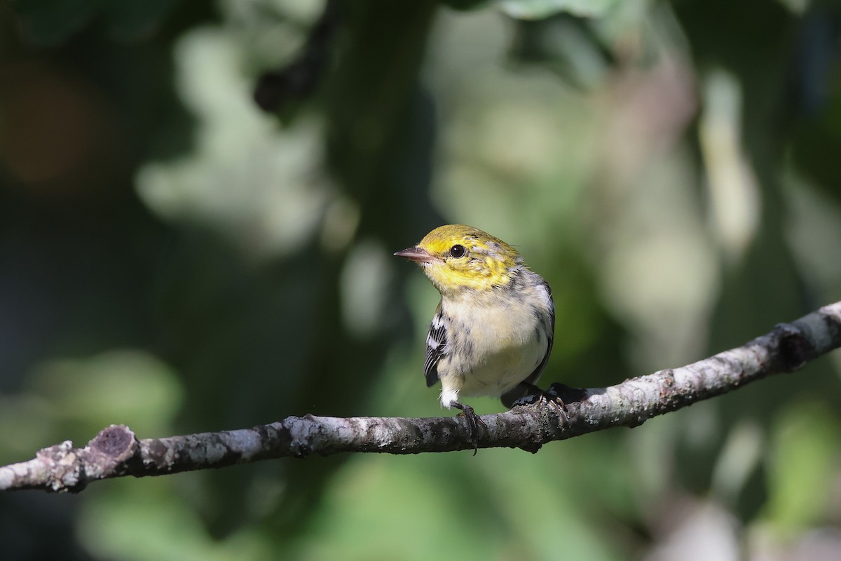 Black-throated Green Warbler - ML610033524