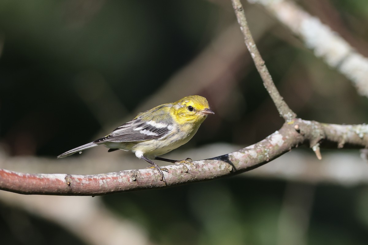 Black-throated Green Warbler - ML610033526