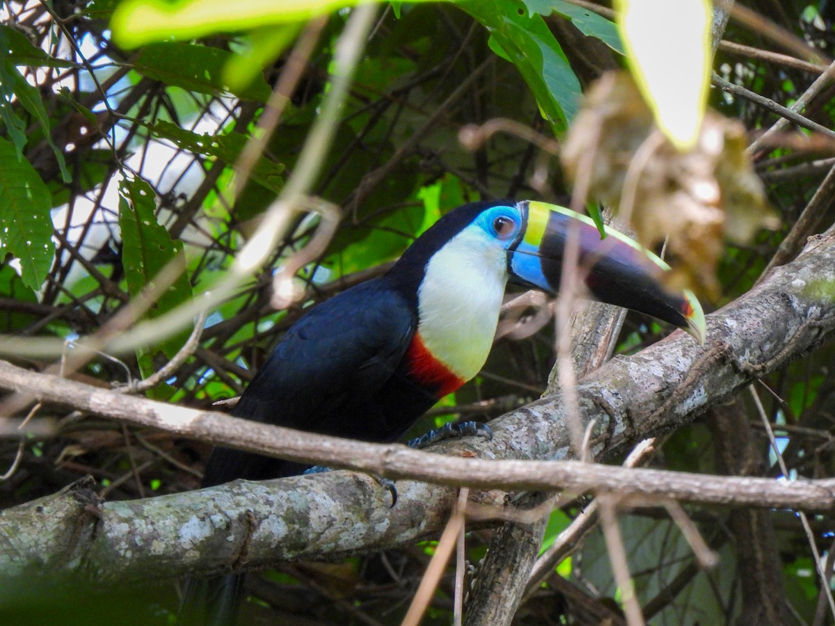 White-throated Toucan - ML610033538