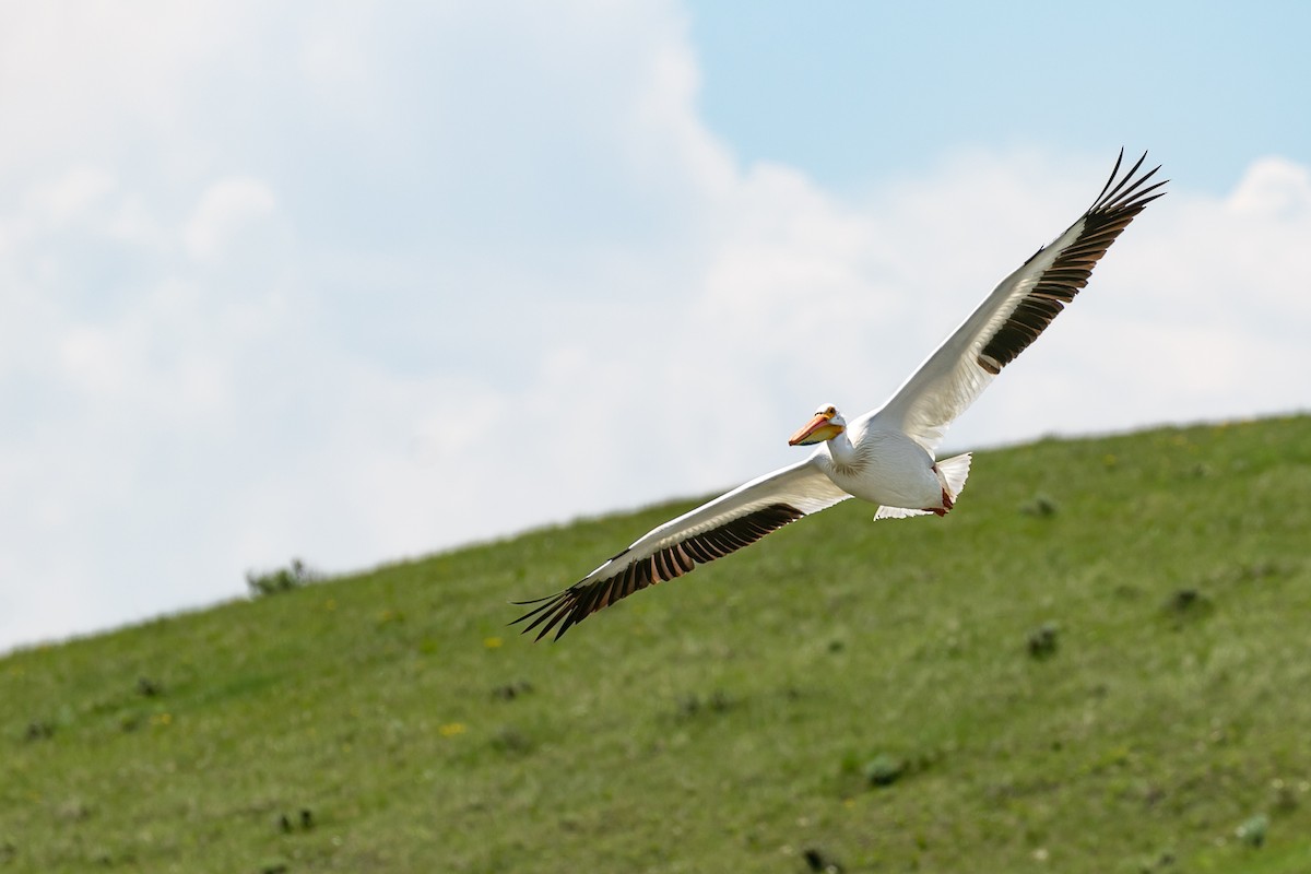 American White Pelican - ML610033566