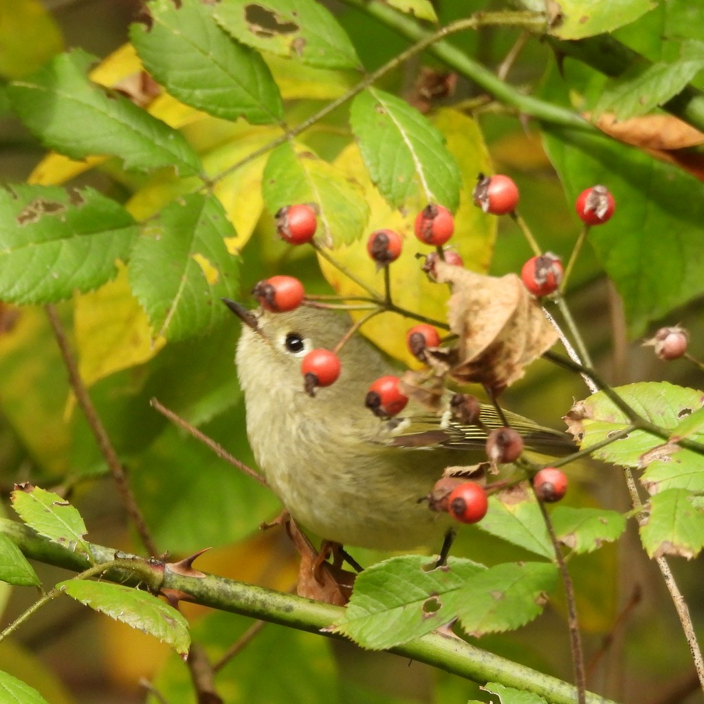 Ruby-crowned Kinglet - ML610033645