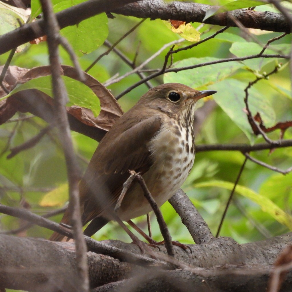 Hermit Thrush - ML610033667