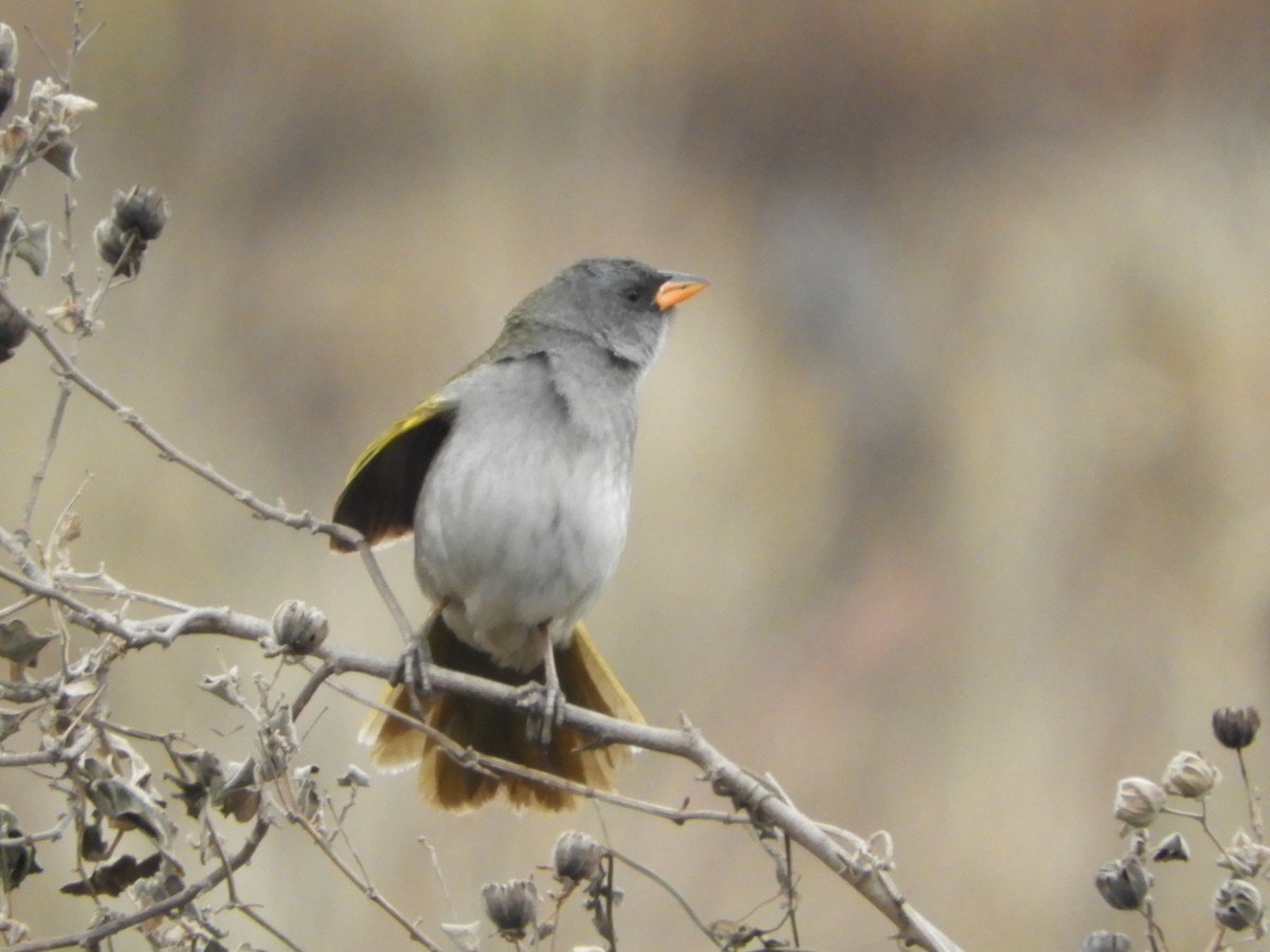 Great Pampa-Finch - ML610033673