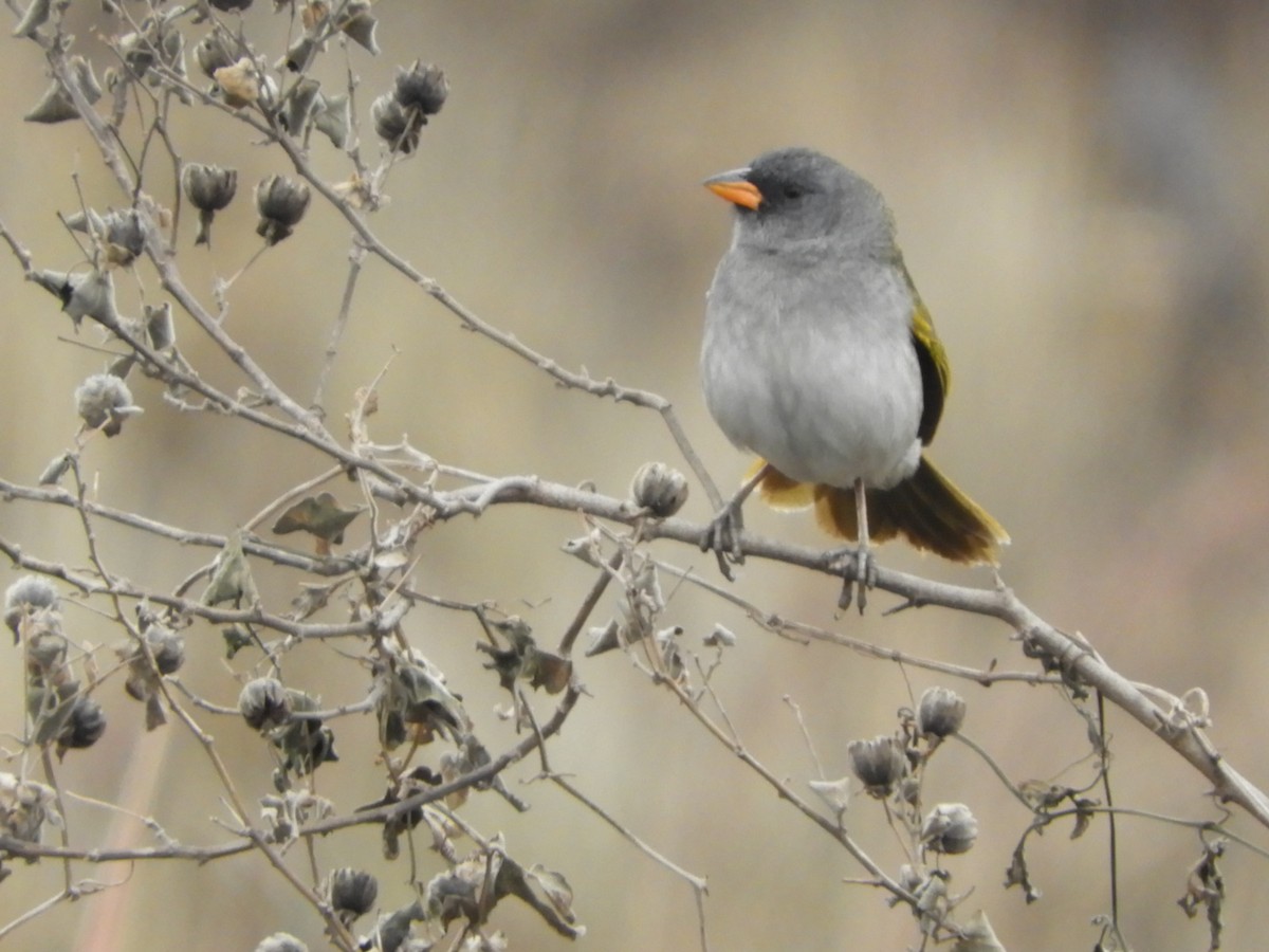 Great Pampa-Finch - ML610033674