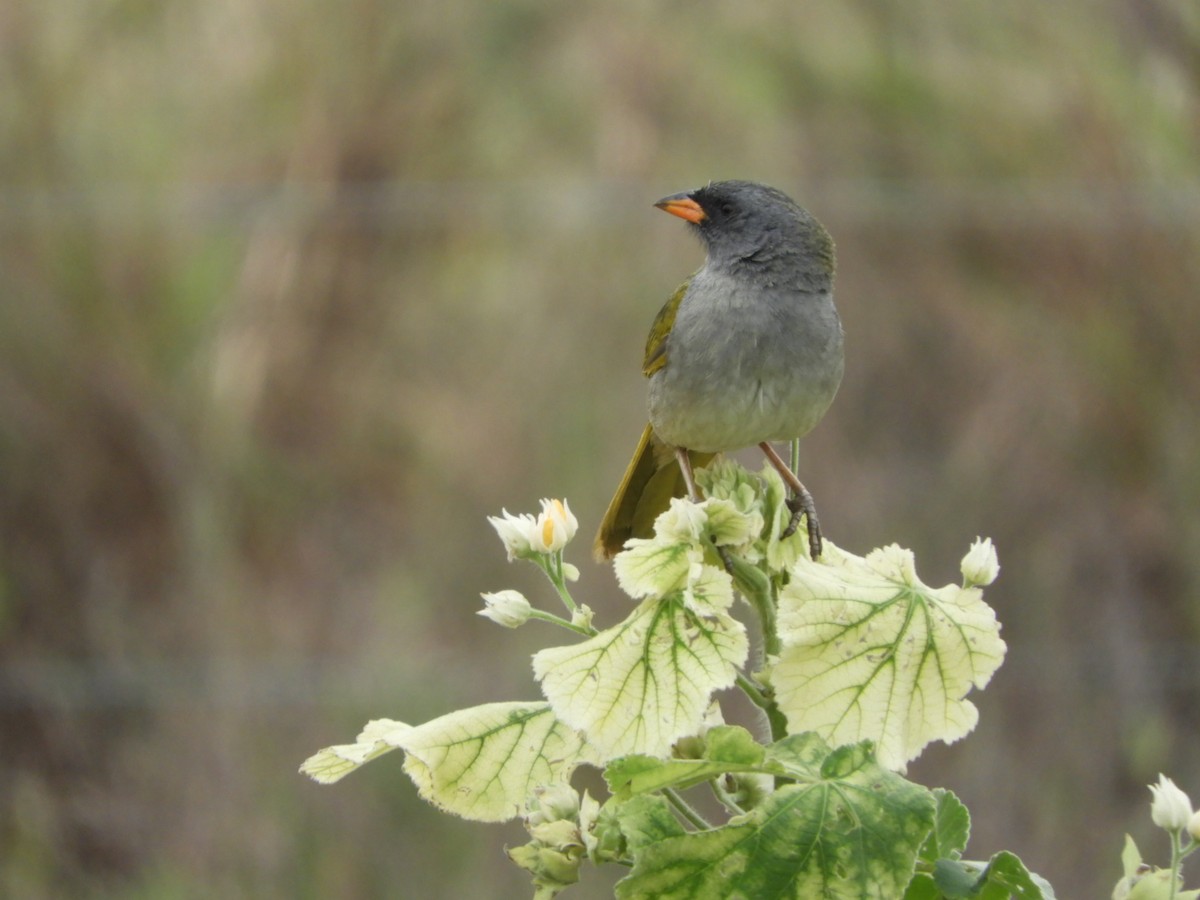 Great Pampa-Finch - ML610033675