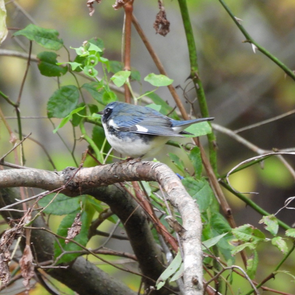 Black-throated Blue Warbler - ML610033676