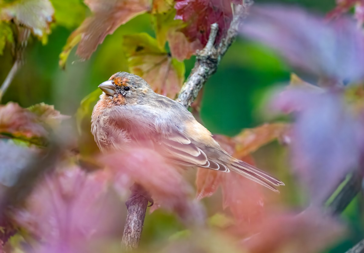 House Finch - ML610033678