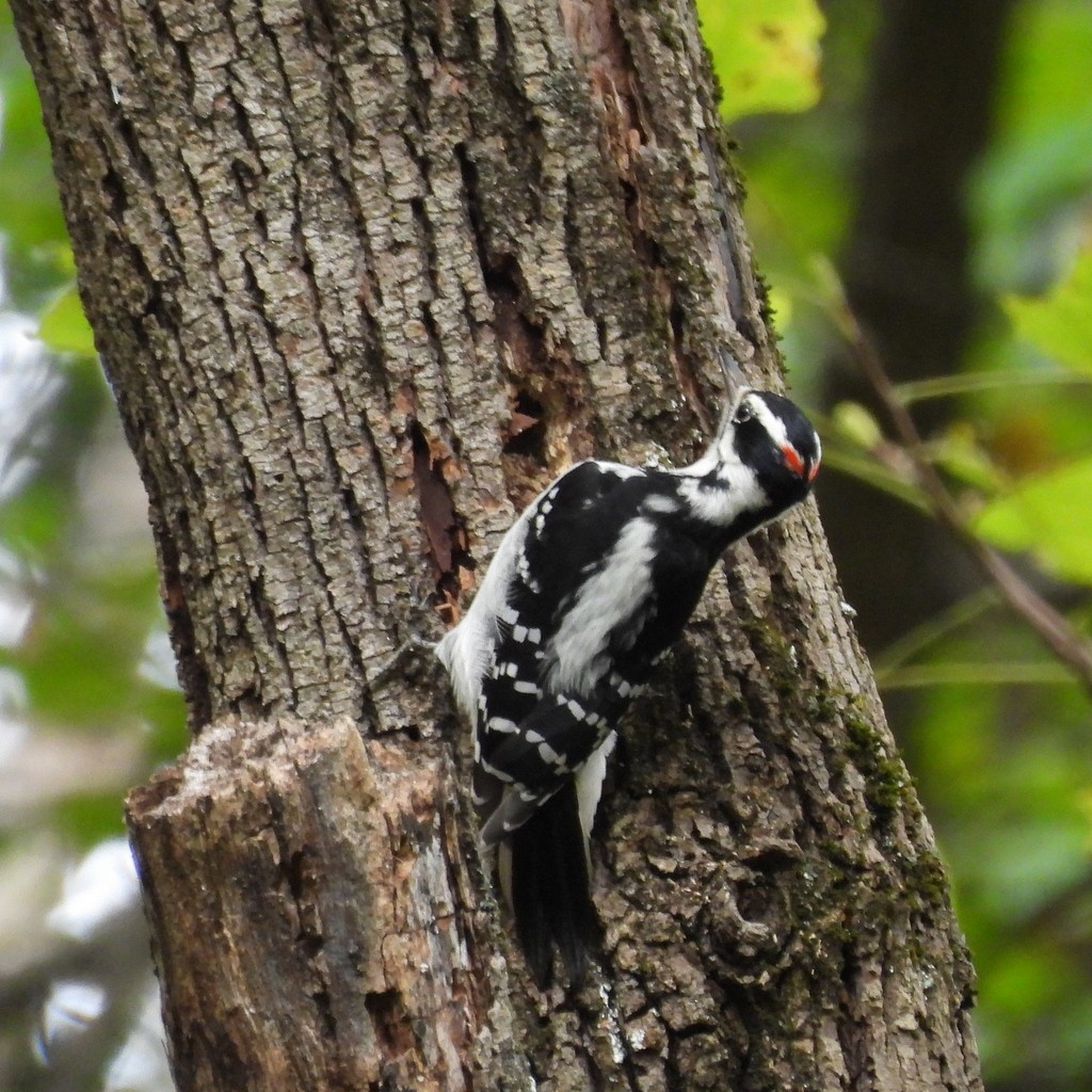 Downy Woodpecker - Tanaya Shadmehr