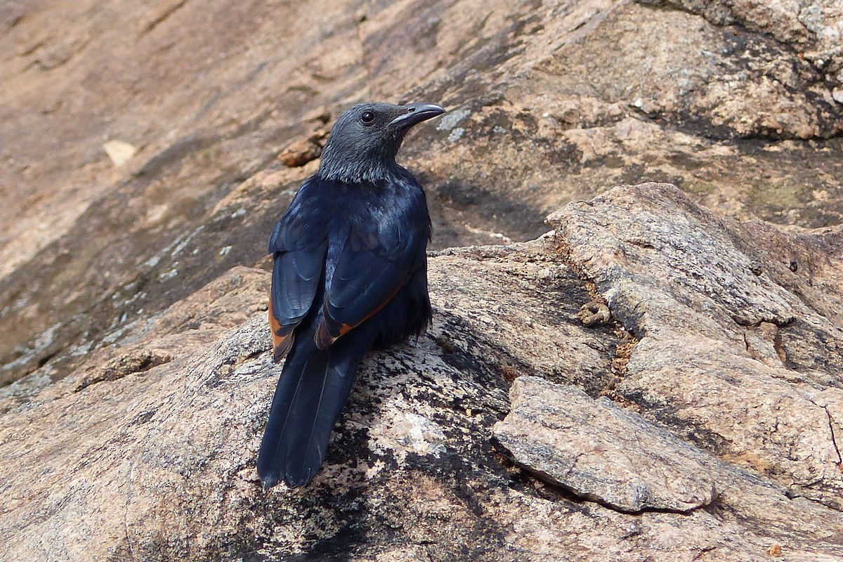 Red-winged Starling - ML610033718