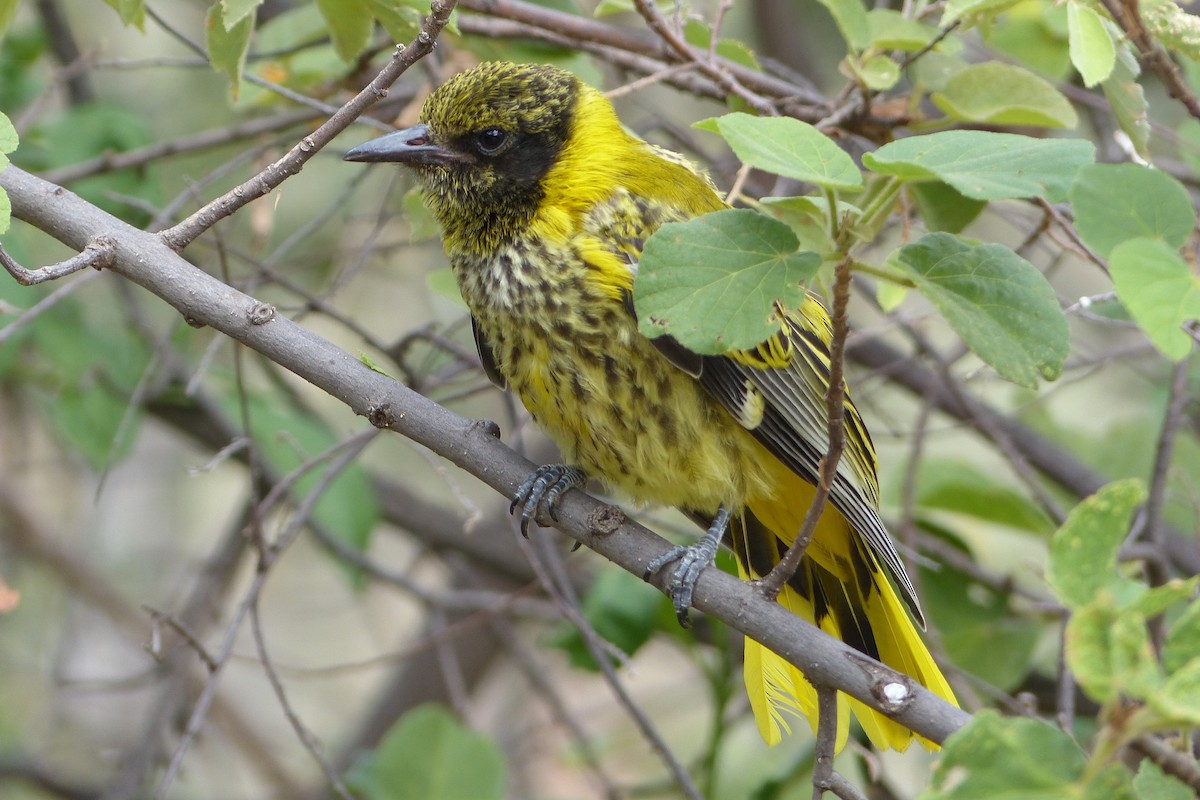 African Black-headed Oriole - ML610033804