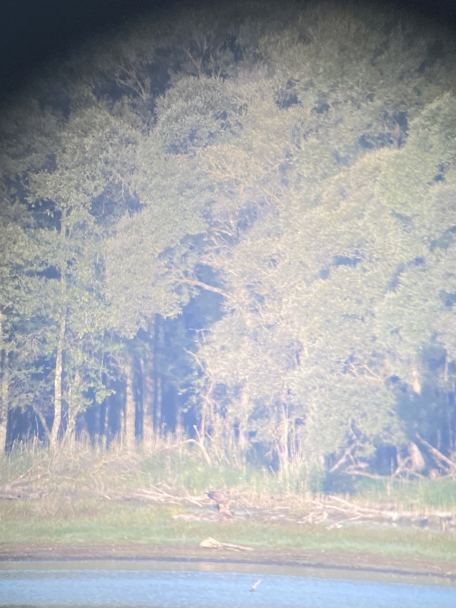 White-tailed Eagle - Anonymous