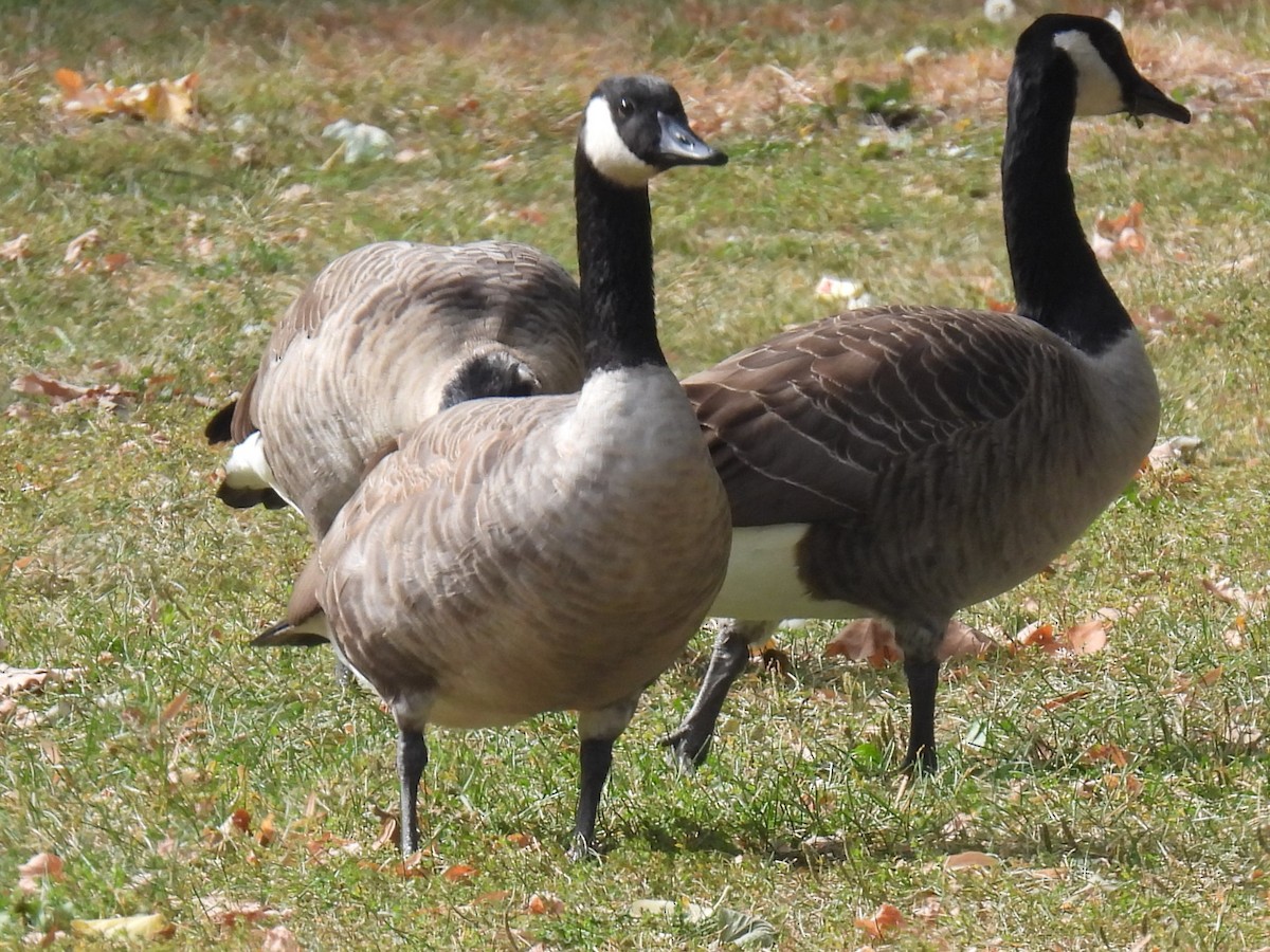 Canada Goose - ML610033936